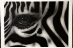 Zebra Eye